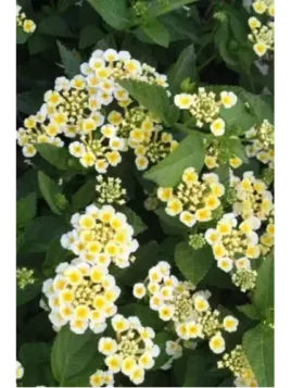 Lantana 'sunny side up'