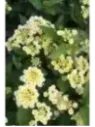 Lantana 'sunny side up'
