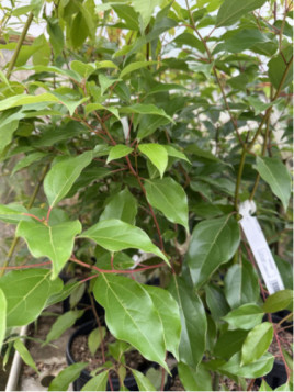 Listea cubeba
