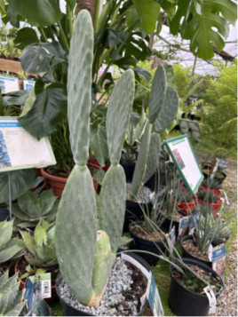 Opuntia titania, figuier de barbarie sans épine