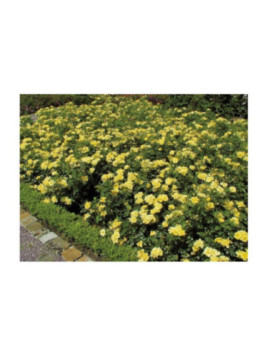 Rosa 'Suneva'®  / Rosier  ( jaune )