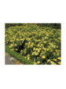 Rosa 'Suneva'®  / Rosier  ( jaune )