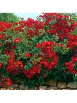 Rosa 'Vesuvia®' / Rosier grimpant (rouge)