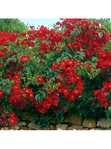 Rosa 'Vesuvia®' / Rosier grimpant (rouge)