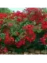 Rosa 'Vesuvia®' / Rosier grimpant (rouge)