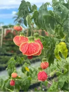 Abutilon striatum ‘Red Vein’ – Lanterne chinoise