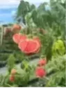 Abutilon striatum ‘Red Vein’ – Lanterne chinoise