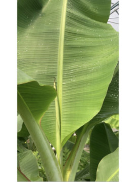 Musa 'Gros Michel'* / Bananier fruitier