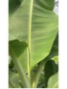 Musa 'Gros Michel'* / Bananier fruitier