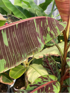 Musa sumatrana zebrina