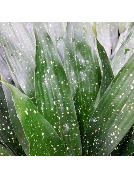 Aspidistra elatior Milky Way