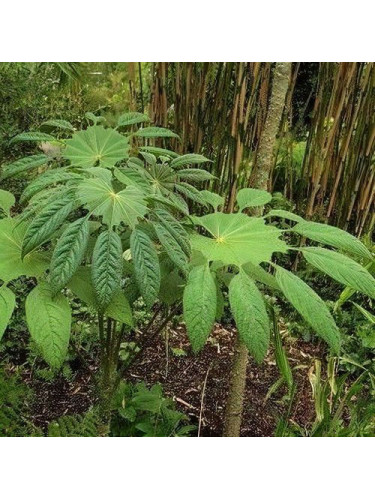 Brassaiopsis mitis