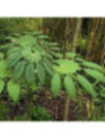 Brassaiopsis mitis