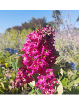 buddleja colvilei tregey