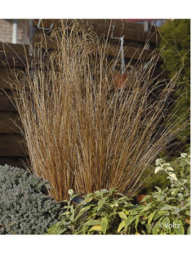 carex buchananii red rooster
