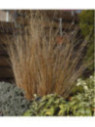 carex buchananii red rooster