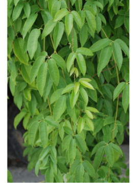 Holboellia latifolia / Goufla