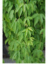 Holboellia latifolia / Goufla