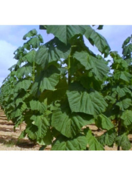 Paulownia tomentosa (imperialis)