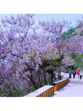Paulownia tomentosa (imperialis)
