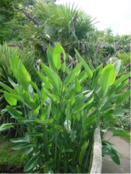 Thalia dealbata
