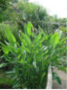 Thalia dealbata
