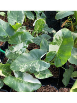 Alocasia macrorrhiza variegata