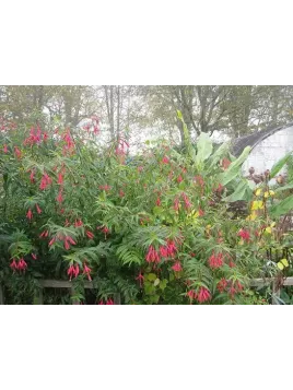 Fuchsia hatschbachii