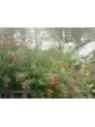 Fuchsia hatschbachii