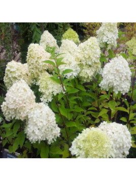 Hydrangea paniculata 'Phantom' / Hortensia blanc