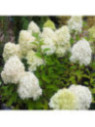 Hydrangea paniculata 'Phantom' / Hortensia blanc