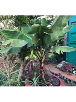 Musa extra dwarf cavendish (bananier fruitier)