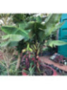 Musa extra dwarf cavendish (bananier fruitier)