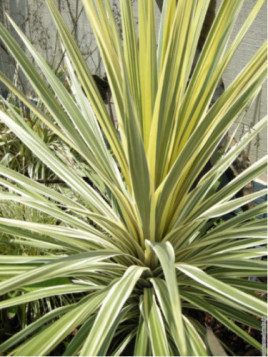 Cordyline australis dazzler