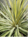 Cordyline australis dazzler
