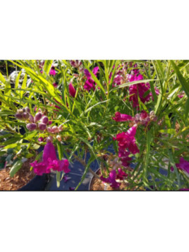 Chilopsis linearis ‘Burgundy’ – Saule du désert
