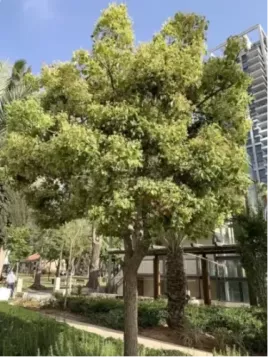 Cinnamomum camphora / Camphrier