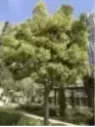 Cinnamomum camphora / Camphrier