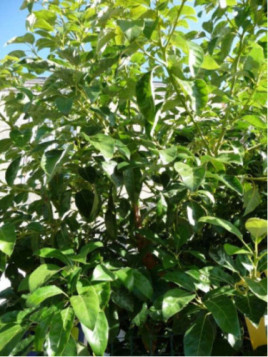 Cinnamomum camphora / Camphrier