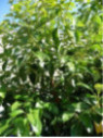 Cinnamomum camphora / Camphrier