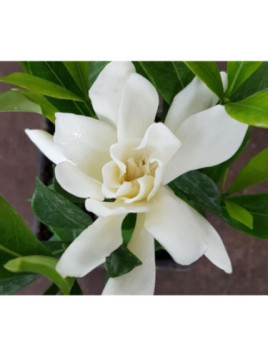 Gardenia jasminoides 'Celestial star' / Gardenia rustique