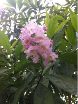 chitalpa tashkentensis summer bells