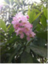chitalpa tashkentensis summer bells