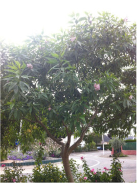 chitalpa tashkentensis summer bells