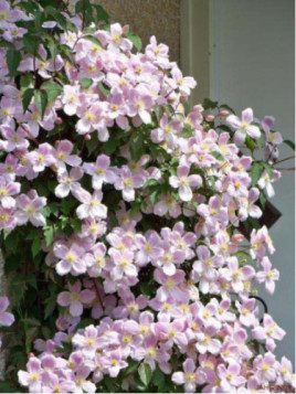 Clematite montana 'mayleen'