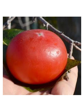 Kaki / Diospyros 'Nikita gift' / Plaqueminier