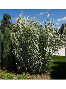 Arundo donax versicolor (canne de provence)