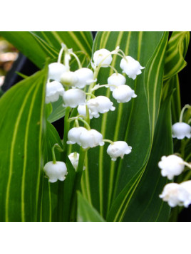Muguet doré parfumé - Convallaria majalis ‘Vic Pawlowski’s Gold’