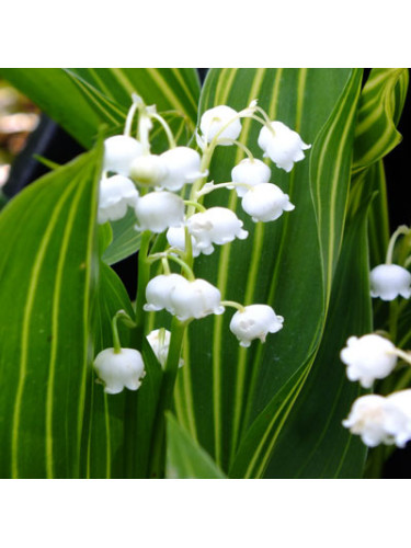 Muguet doré parfumé - Convallaria majalis ‘Vic Pawlowski’s Gold’ Muguet doré parfumé - Convallaria majalis ‘Vic Pawlowski’s Gold’