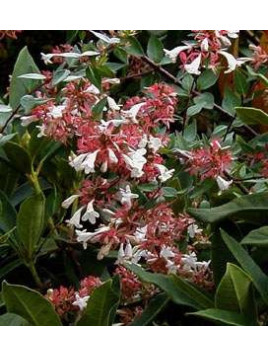 Abélia x 'Grandiflora' Kaleidoscope